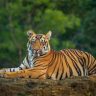 Tiger Population : भारत वाघ संवर्धनात जगात अव्वल; देशात वाघांची संख्या ३,६८२ वर