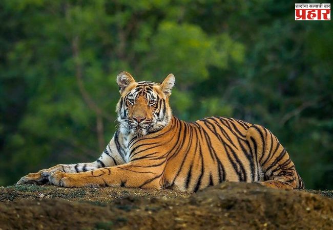 Tiger Population : भारत वाघ संवर्धनात जगात अव्वल; देशात वाघांची संख्या ३,६८२ वर