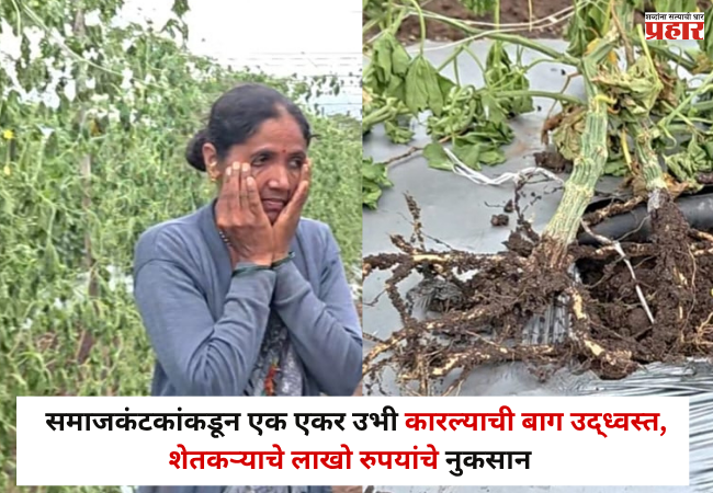 Nashik : संतापजनक ! समाजकंटकांकडून एक एकर उभी कारल्याची बाग उद्ध्वस्त ! शेतकऱ्याचे लाखो रुपयांचे नुकसान