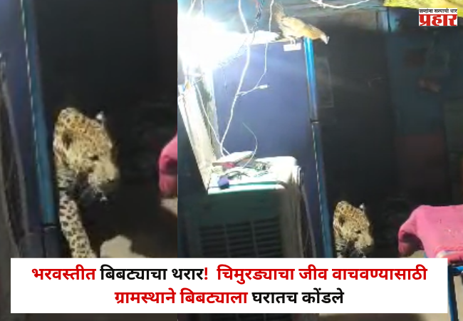 Nandurbar : भरवस्तीत बिबट्याचा थरार! चार जणांवर हल्ला; चिमुरड्याचा जीव वाचवण्यासाठी ग्रामस्थाने बिबट्याला घरातच कोंडले