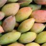 Totapuri mango : तोतापुरी आंबा क्षेत्राच्या सर्वसमावेशक मूल्यांकनासाठी उच्चस्तरीय समिती स्थापन करण्याचे निर्देश