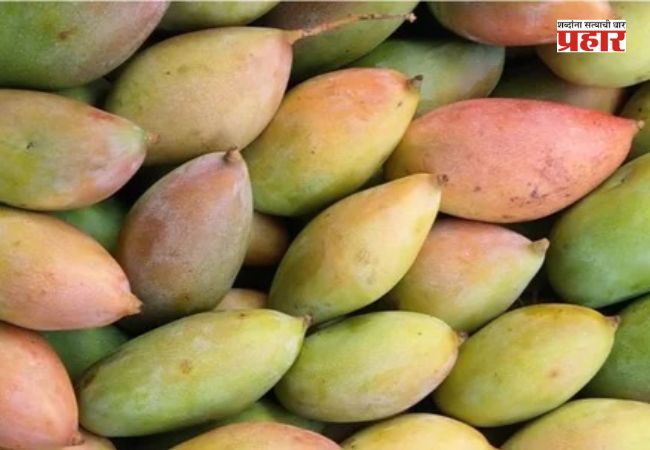 Totapuri mango : तोतापुरी आंबा क्षेत्राच्या सर्वसमावेशक मूल्यांकनासाठी उच्चस्तरीय समिती स्थापन करण्याचे निर्देश