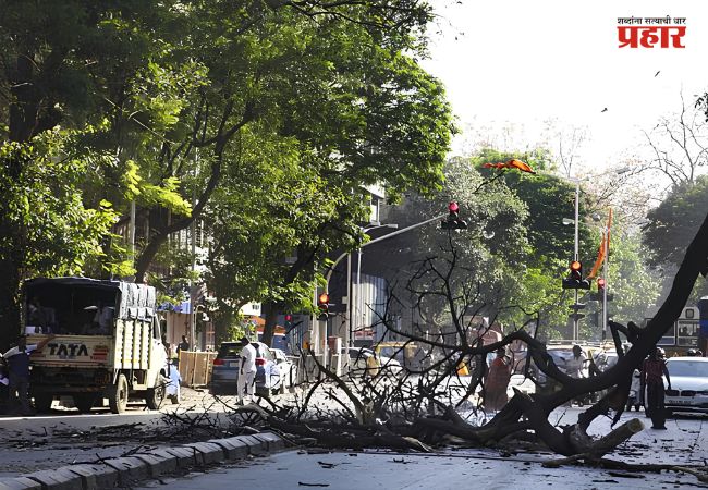 Tree Collapse Accident In Mumbai : धक्कादायक! मुसळधार पावसात आणखी एक बळी; आरे कॉलनीत तरुणाचा दुर्दैवी अंत