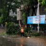 Tree Collapsed In Mumbai : मुंबईत सोसाट्याच्या वाऱ्याचा तडाखा! १४२ झाड/फांदी पडण्याच्या घटना; २ दुर्दैवी मृत्यू