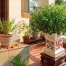 Tulsi Vrindavan : घरातील तुळशी वृंदावनाचे महत्त्व काय? तुळशी सुकू नये म्हणून 'या' गोष्टींची घ्या विशेष काळजी