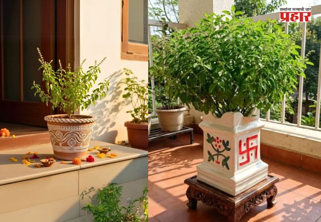 Tulsi Vrindavan : घरातील तुळशी वृंदावनाचे महत्त्व काय? तुळशी सुकू नये म्हणून ‘या’ गोष्टींची घ्या विशेष काळजी