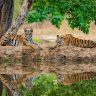 World Tiger Day 2026: जिथे एकेकाळी गावं होती, तिथे आज वाघांची डरकाळी! सातपुड्यात वाघांचा मुक्त संचार