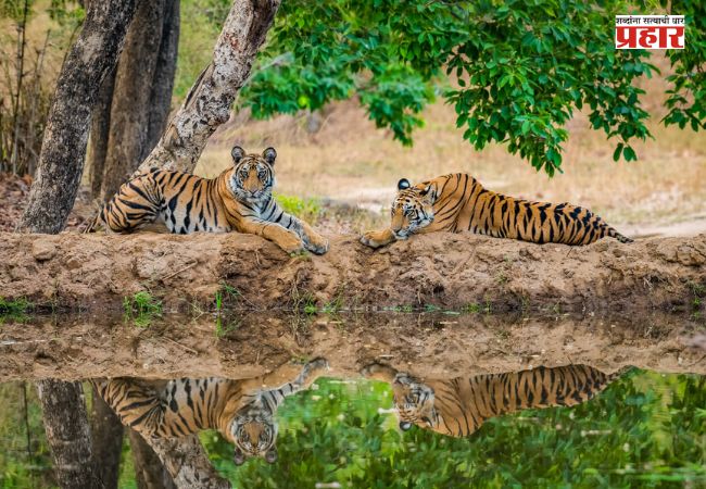World Tiger Day 2026: जिथे एकेकाळी गावं होती, तिथे आज वाघांची डरकाळी! सातपुड्यात वाघांचा मुक्त संचार