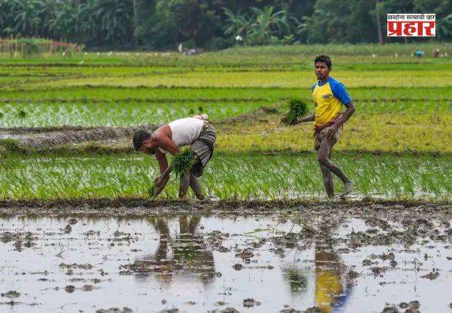 मराठवाड्यात पिकांना नवसंजीवनी