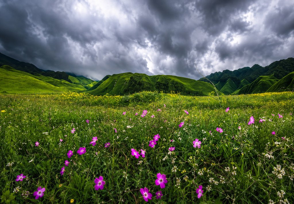 Dzukou Valley