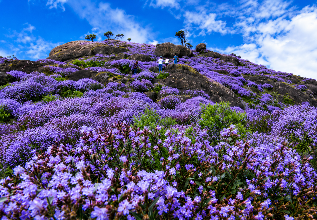Eravikulam National Park, Munnar