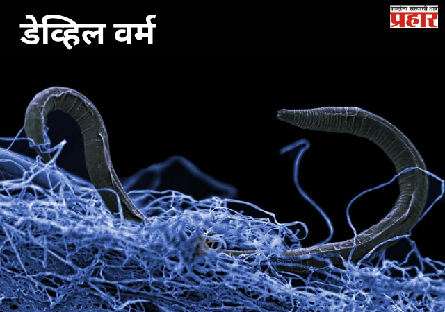Devil Worm : पृथ्वीच्या गर्भातील गुप्त जगाचा चकित करणारा शोध; रहस्यमय 'डेव्हिल वर्म' आणि भूगर्भातील अथांग जीवसृष्टी