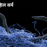 Devil Worm : पृथ्वीच्या गर्भातील गुप्त जगाचा चकित करणारा शोध; रहस्यमय 'डेव्हिल वर्म' आणि भूगर्भातील अथांग जीवसृष्टी