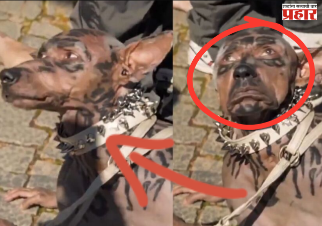 Viral Japanese Man Becomes Dog : जपानी तरुणाने 'कुत्रा बनण्यासाठी' २२० कोटी खर्च केल्याचा दावा व्हायरल; नेमके सत्य काय?