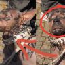 Viral Japanese Man Becomes Dog : जपानी तरुणाने 'कुत्रा बनण्यासाठी' २२० कोटी खर्च केल्याचा दावा व्हायरल; नेमके सत्य काय?