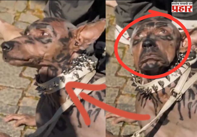 Viral Japanese Man Becomes Dog : जपानी तरुणाने ‘कुत्रा बनण्यासाठी’ २२० कोटी खर्च केल्याचा दावा व्हायरल; नेमके सत्य काय?