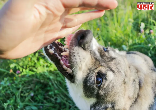 Dog bite incident in Kalyan : कल्याणमध्ये एकाच पिसाळलेल्या भटक्या श्वानाचा धुमाकूळ; अवघ्या सात तासांत तब्बल १३० जणांना घेतला चावा