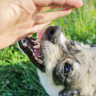 Dog bite incident in Kalyan : कल्याणमध्ये एकाच पिसाळलेल्या भटक्या श्वानाचा धुमाकूळ; अवघ्या सात तासांत तब्बल १३० जणांना घेतला चावा