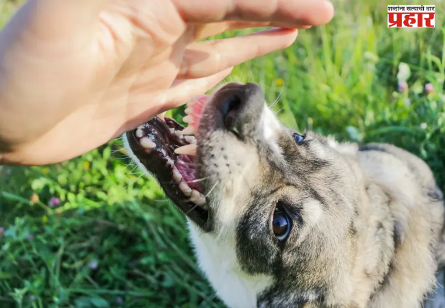 Dog bite incident in Kalyan : कल्याणमध्ये एकाच पिसाळलेल्या भटक्या श्वानाचा धुमाकूळ; अवघ्या सात तासांत तब्बल १३० जणांना घेतला चावा