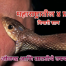 Monsoon and Snakebites : महाराष्ट्रातील ४ प्रमुख विषारी साप, ओळख आणि तातडीचे उपचार