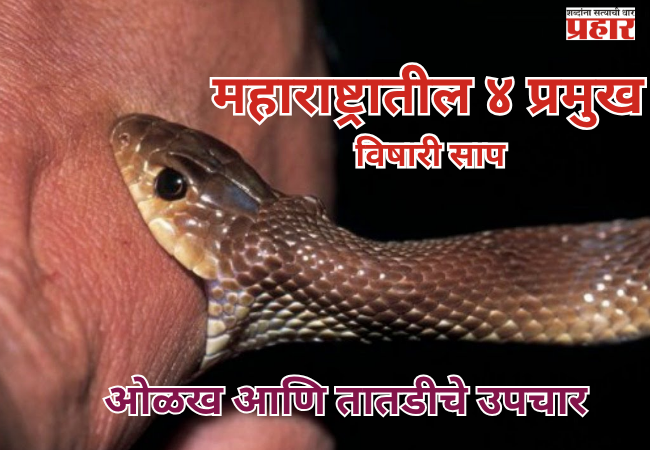 Monsoon and Snakebites : महाराष्ट्रातील ४ प्रमुख विषारी साप, ओळख आणि तातडीचे उपचार