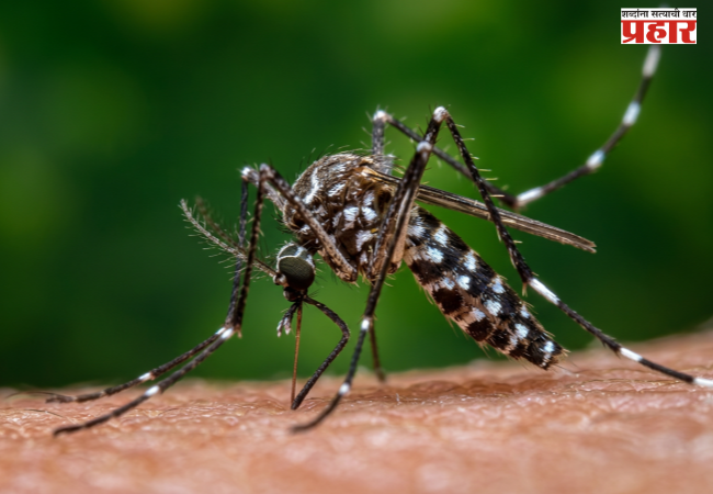 Maleria-Dengue-News