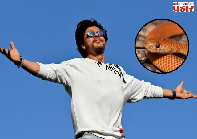 Shah Rukh Khan : नागपंचमीच्या दिवशी ‘मन्नत’मध्ये दोन सापांची एन्ट्री; एकाची सुखरूप सुटका, दुसरा बेपत्ता!