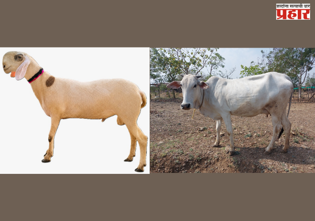 Cow Breed & Sheep Breed : महाराष्ट्राच्या पशुवैभवाचा राष्ट्रीयस्तरावर दुहेरी सन्मान; उमरडा' गाईला स्वतंत्र देशी गोवंश, तर माडग्याळ मेंढी प्रजातीला राष्ट्रीय स्तरावर मान्यता