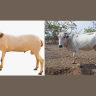 Cow Breed & Sheep Breed : महाराष्ट्राच्या पशुवैभवाचा राष्ट्रीयस्तरावर दुहेरी सन्मान; उमरडा' गाईला स्वतंत्र देशी गोवंश, तर माडग्याळ मेंढी प्रजातीला राष्ट्रीय स्तरावर मान्यता