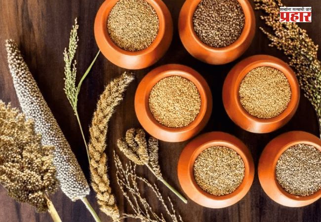 Millets Benefits : नाचणी,ज्वारी, बाजारी यांच्यात फरक काय? आरोग्यासाठी कोणते धान्य फायदेशीर?