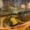 Mumbai Water Storage : 'मुंबई ३' जलवाहिनीच्या दुरुस्तीनंतर मुंबईकरांसाठी जलाशयांमध्ये किती पाणीसाठी ?