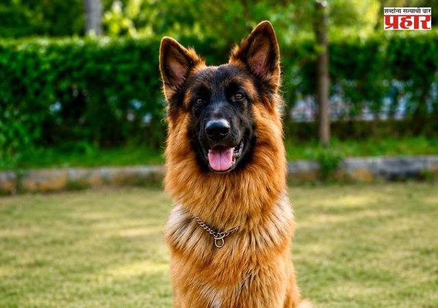 Police Dog Retirement : राज्य सरकारचा निर्णय! 10 वर्षे सेवा केल्यानंतरही पोलीस श्वान पोलिसांसोबतच राहणार