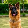 Police Dog Retirement : राज्य सरकारचा निर्णय! 10 वर्षे सेवा केल्यानंतरही पोलीस श्वान पोलिसांसोबतच राहणार