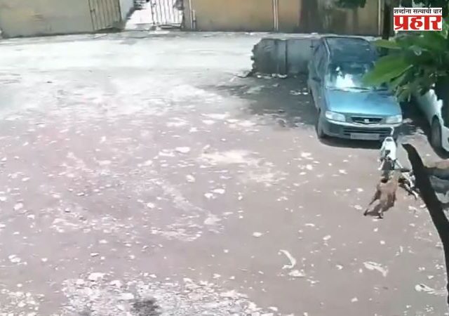Pimpri-Chinchwad News : बापरे! खेळता खेळता अचानक कुत्र्यांच्या टोळक्याने घेरलं अन् चिमुकलीवर भीषण हल्ला