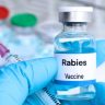 Rabies Injections : मुंबईत यापुढे एकही रुग्ण रेबीज इंजेक्शन नसल्याने परत जाणार नाही