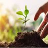 Tree Adoption Scheme : मुंबईत राबवली जाणार वृक्ष दत्तक योजना; महापालिका सभागृहात ठराव मंजूर