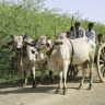 Maharashtra Farmers : शेतकऱ्यांसाठी मोठी बातमी! देशी बैलजोडी खरेदीसाठी मिळणार १.२६ लाखांपर्यंत अनुदान; असा करा अर्ज