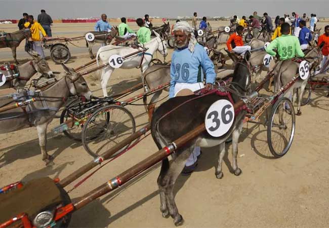donkey derby : कराचीत रंगली गाढवांची शर्यत