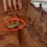 Pune Viarl Video : बाईई... काय हा घाणेरडा प्रकार! महागड्या बेकरीमधून पेस्ट्री मागवली अन् निघाली.....