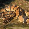 Python Snake : अंधेरीतील फ्लॅटमध्ये बेकायदेशीरपणे पाळला होता अजगर! वनविभागाच्या छाप्यात धक्कादायक प्रकार उघड