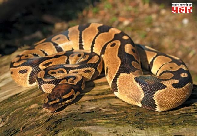 Python Snake : अंधेरीतील फ्लॅटमध्ये बेकायदेशीरपणे पाळला होता अजगर! वनविभागाच्या छाप्यात धक्कादायक प्रकार उघड