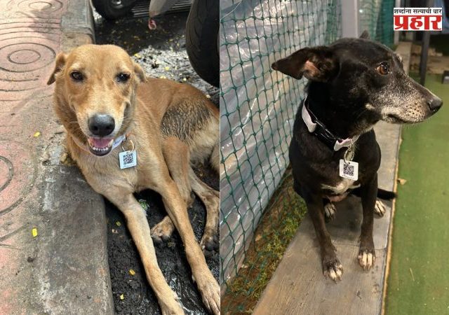Vaccinated Stray Dogs : क्यु आर कोड पहा आणि आपला कुत्रा ओळखा