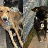 Vaccinated Stray Dogs : क्यु आर कोड पहा आणि आपला कुत्रा ओळखा