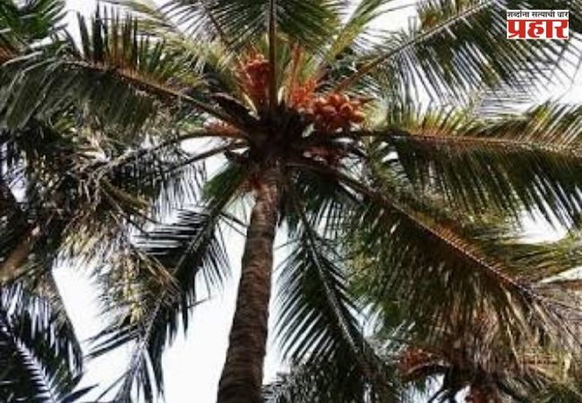 Mumbai News : मुंबईतील नारळाच्या झाडांपासून धोका