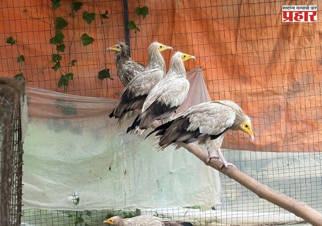 Wildlife Smuggling : बांगलादेशातून आणून भारतात विक्री! CBI ने उघड केला वन्यजीव तस्करीचा मोठा रॅकेट