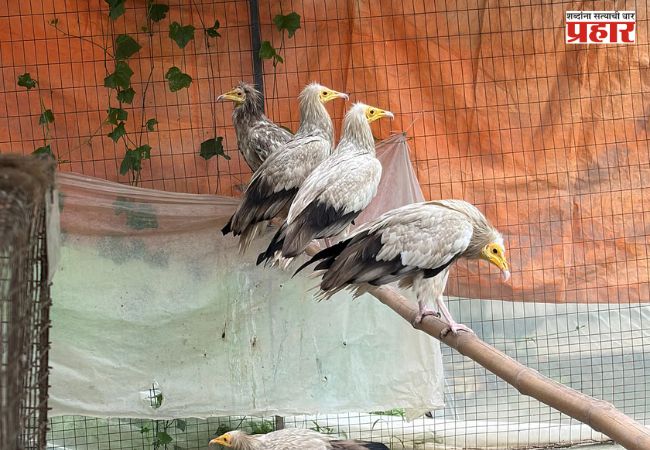 Wildlife Smuggling : बांगलादेशातून आणून भारतात विक्री! CBI ने उघड केला वन्यजीव तस्करीचा मोठा रॅकेट