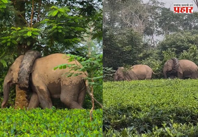 Assam Elephant Rescue : टायरच्या विळख्यात अडकला हत्ती; वन विभागाच्या शर्थीच्या प्रयत्नांनी वाचला जीव!