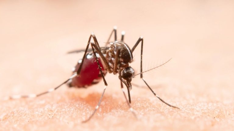 20 cases of dengue and 12 cases of malaria have been detected in the Taloja ​​Navi Mumbai construction activities and stagnant water have raised health concerns