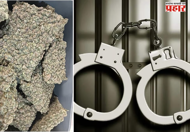 Drug bust Mumbai : hydroponic cannabis seized at Mumbai airport
