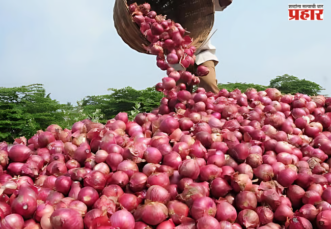 onion price today